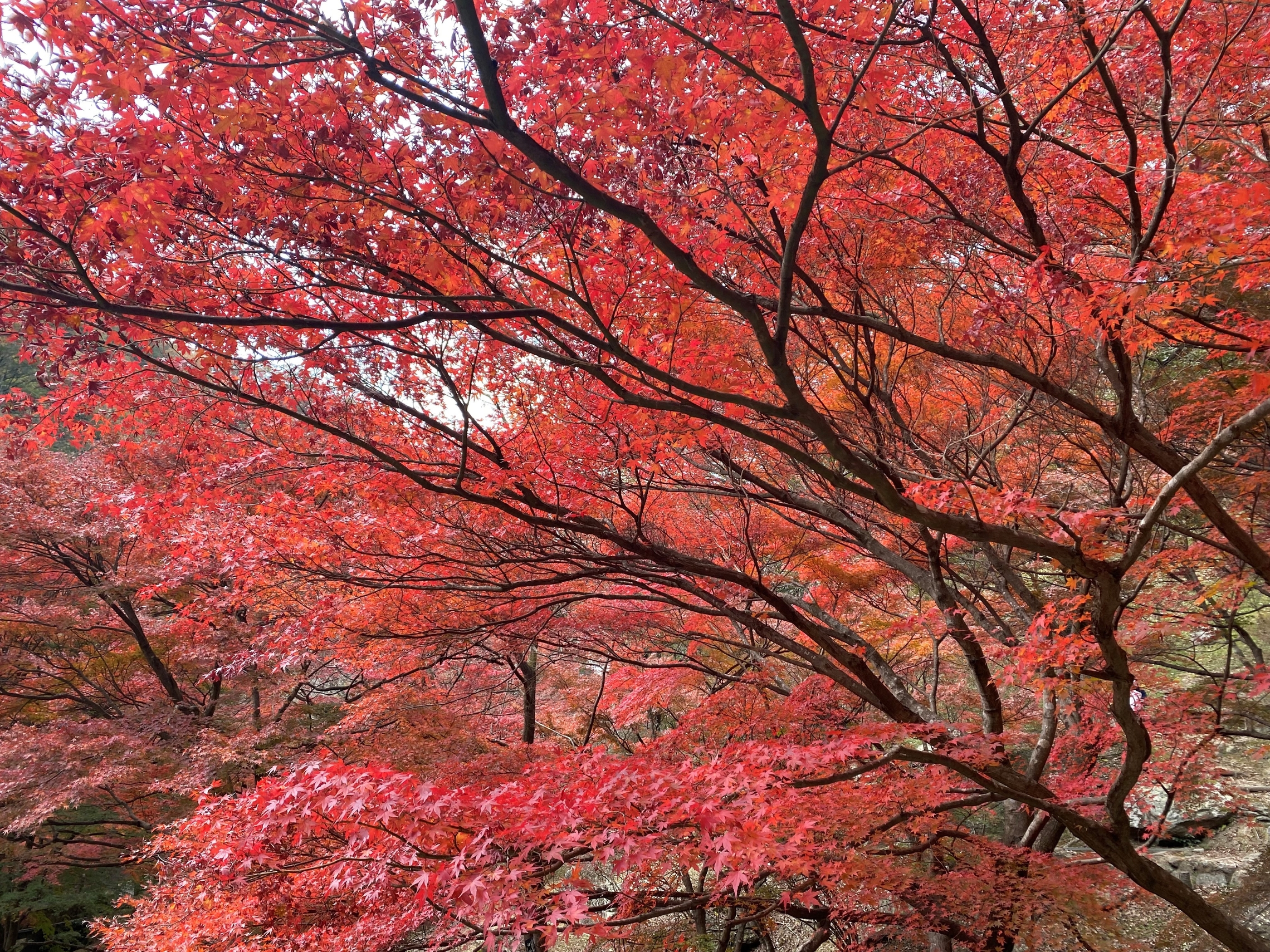 秋の風物詩 Part2