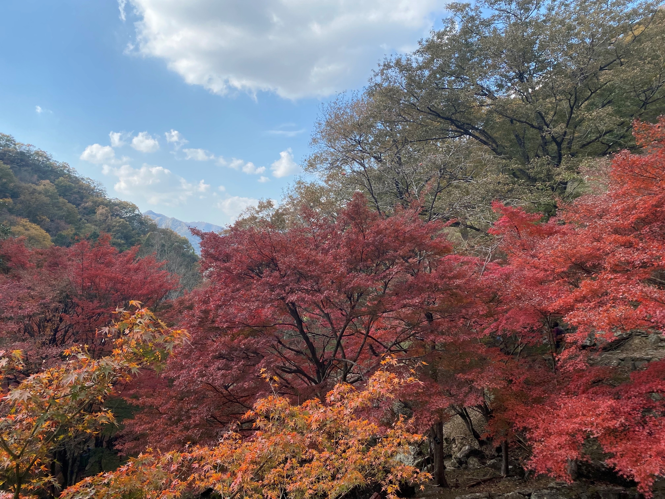 秋の風物詩 Part2